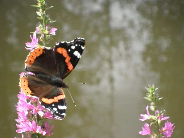 Atalanta aan de Beerze