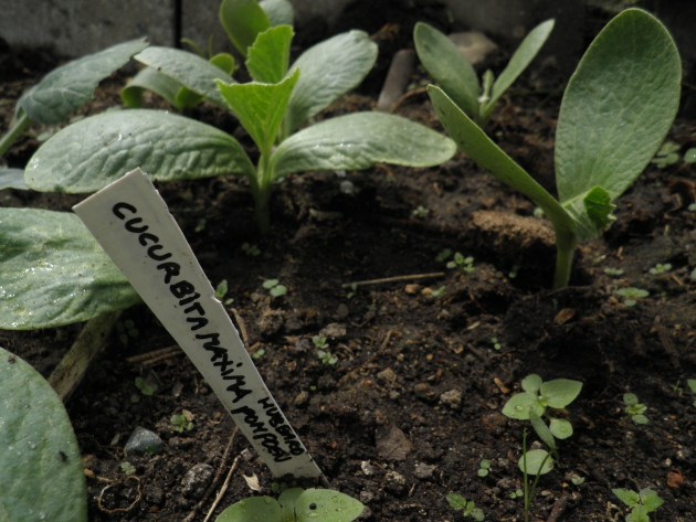 Hubbard pompoenplantje