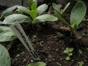 Hubbard pompoenplantje