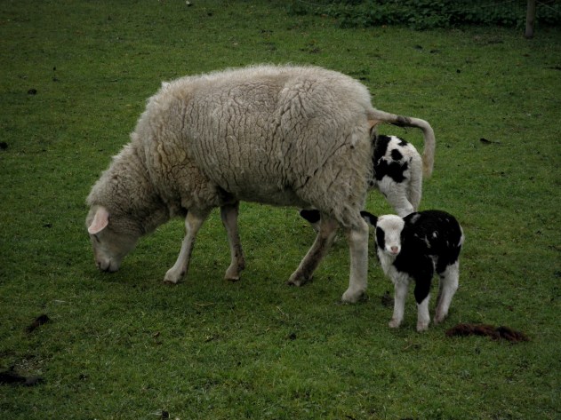 Rammetje kijkt naar ons