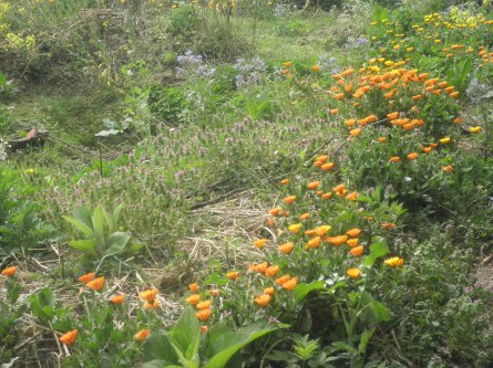 Goudsbloem, digitalis, komkommerkruid