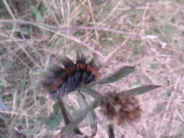 Lief rupsje in het knoopkruid