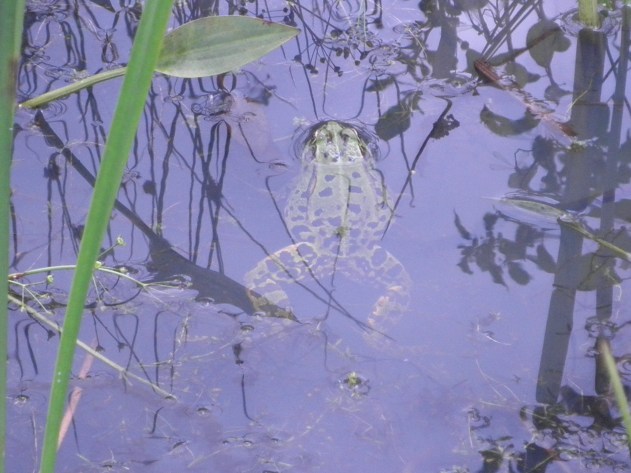 Grote kikker in Roemeense poel