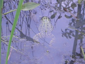 Grote kikker in Roemeense poel