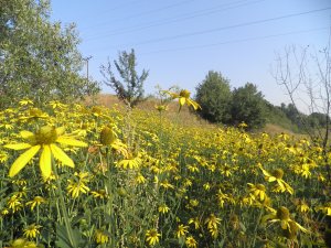 Rukken op sinds nieuwe vormen van landbouw zijn binnengedrongen.
