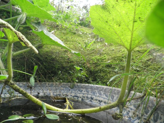 Pompoenblad met schaal