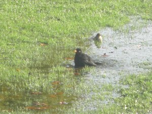 Extreme nattigheid in de vroege lente