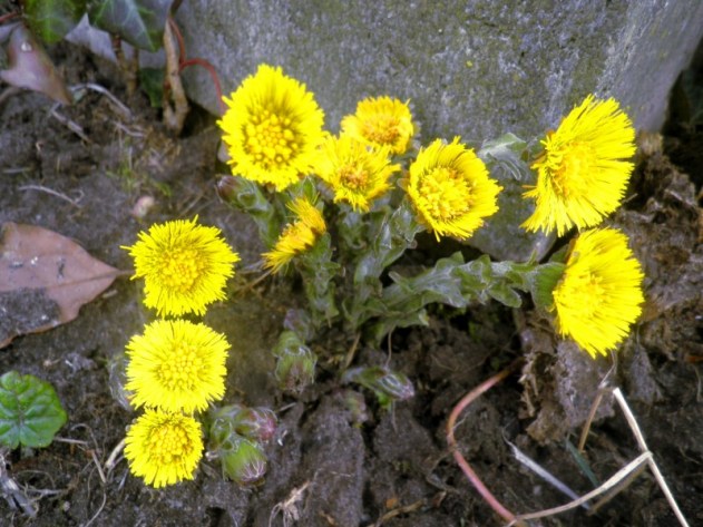 KLein en dapper hoefblad