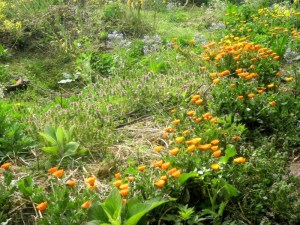 Tuin op dertien april tweeduizendveertien