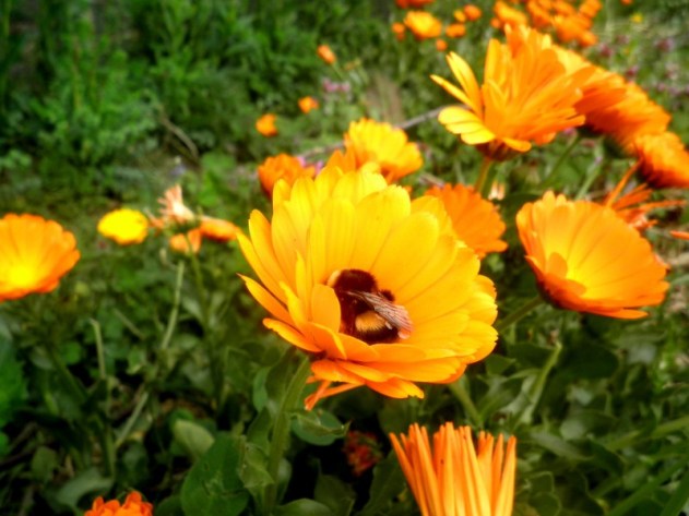 Rustend hommeltje in oranje wieg