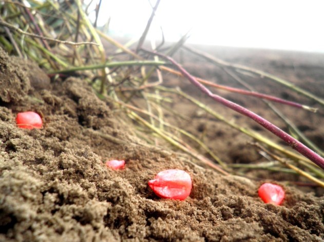 Boer Arjan zaaide snijmais 