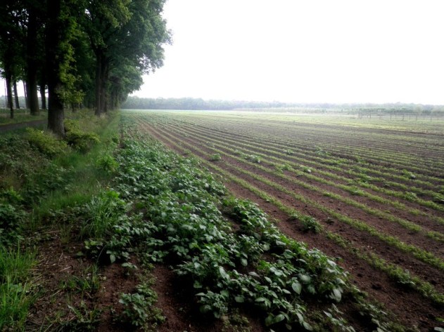 Randen van een aardappelveld