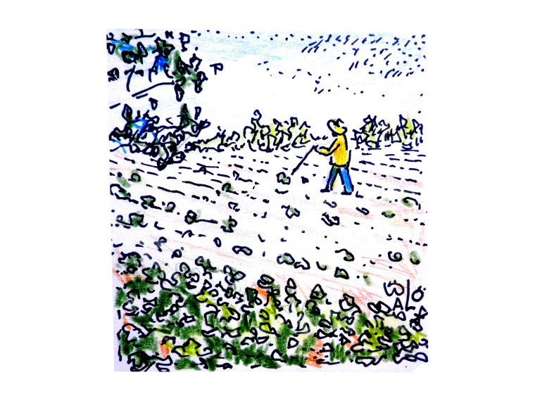 AArdappelsin Penenveld