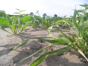Wat zie ik? Planten in het zand