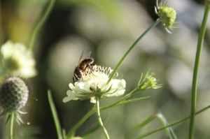 Bloemen uit Roemenië (1)