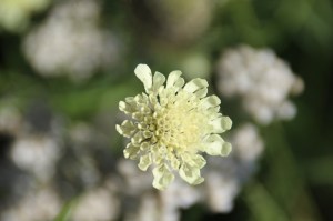 Bloemen uit Roemenië (2)