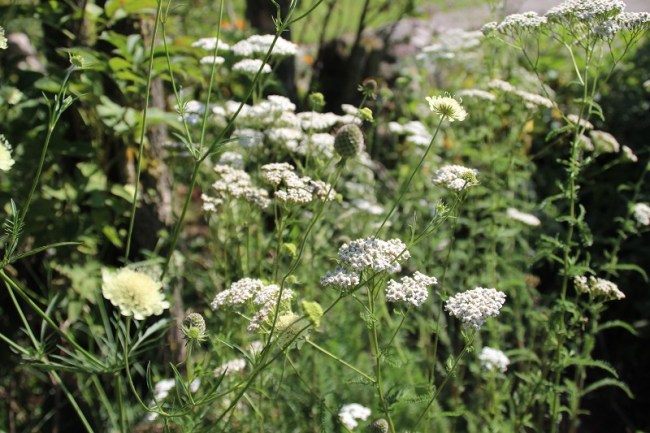 Bloemen uit Roemenië (5)
