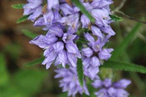 Bloemenro resultaten ontginner (2)