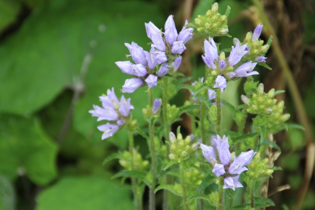 Bloemenro resultaten ontginner (3)