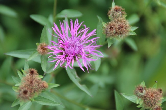 Bloemenro resultaten ontginner (4)