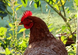 Kip in licht kijkt kl frm