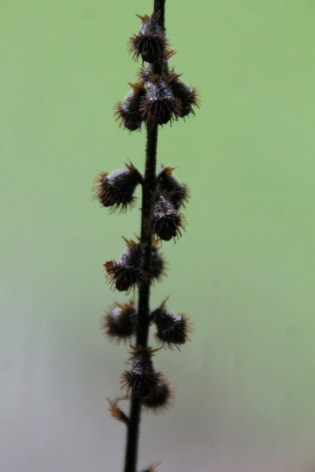 Agrimonie kl frm 004