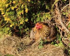 brahmakip-vierkant-klk-fr