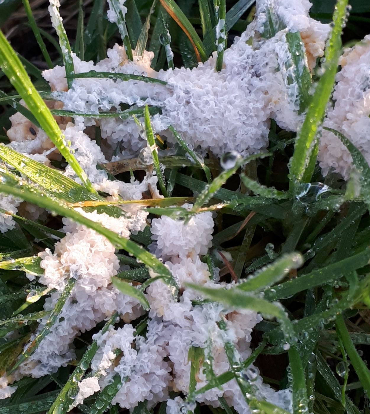 Het raadsel van qi en de slijmzwam (The riddle of qi and the slimemold ...